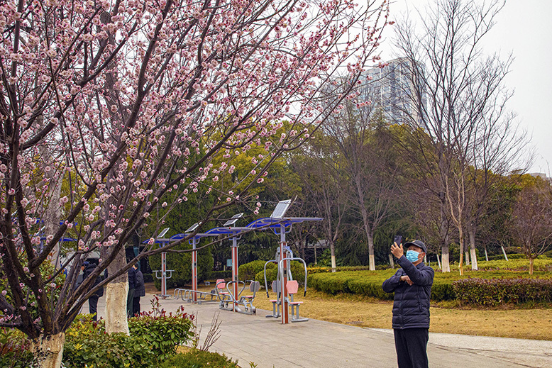 滨海公园内梅花竞相绽放